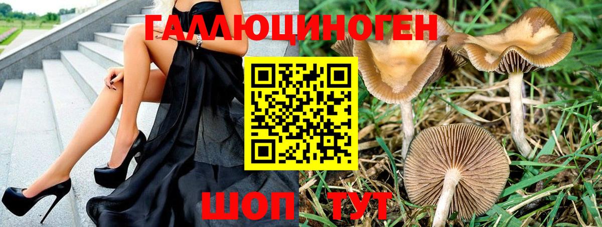 Псилоцибиновые грибы Psilocybine cubensis Великие Луки